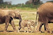 AFW 04 MH0033 01
Two African Elephant Calves Walking On Savanna Following Mother Kenya