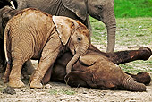 AFW 04 MH0034 01
African Elephant Calves Playing On Savanna Kenya
