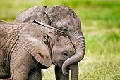 AFW 04 MH0036 01
African Elephant Calves Standing On Savanna Nuzzling Kenya