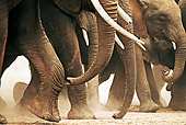 AFW 04 MH0038 01
Close-Up Of Herd Of African Elephants Walking On Savanna Kenya