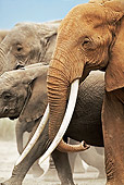 AFW 04 MH0041 01
Close-Up Of Herd Of African Elephants Walking On Savanna Kenya