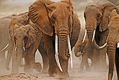 AFW 04 MH0043 01
Herd Of African Elephants Walking On Savanna Kenya