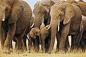 AFW 04 MH0045 01
Herd Of African Elephants Walking On Savanna Kenya