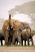 AFW 04 MH0047 01
Herd Of African Elephants Walking On Savanna Kenya