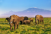 AFW 04 MH0050 01
Herd Of African Elephants Walking On Savanna Kenya