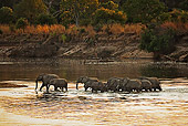 AFW 04 MH0052 01
Herd Of African Elephants Crossing River Kenya