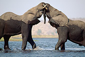 AFW 04 MH0056 01
African Elephants Sparring In Stream