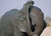 AFW 04 MH0057 01
Close-Up Of African Elephant Mud Bathing