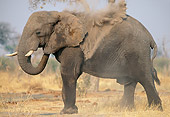 AFW 04 MH0062 01
African Elephant Throwing Dirt On Back With Trunk In Savanna