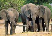 AFW 04 MH0065 01
Herd Of African Elephants Standing In Grassland