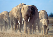 AFW 04 MH0066 01
Herd Of African Elephants Walking Through Dirt And Dust