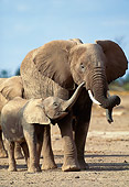 AFW 04 MH0068 01
Portrait Of African Elephant Walking Alongside Young