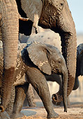 AFW 04 MH0069 01
Portrait Of African Elephant Walking In Mud Alongside Young