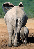 AFW 04 MH0071 01
Portrait Of African Elephant Mother And Young Back View