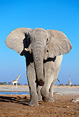 AFW 04 MH0074 01
Portrait Of African Elephant Walking By Watering Hole