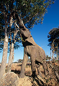AFW 04 MH0076 01
Portrait Of African Elephant Reaching Up Into Tree To Grab Leaves