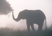 AFW 04 MH0077 01
Silhouette Of African Elephant Reaching Toward Tree In Misty Grassland