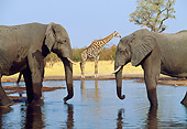 AFW 04 MH0079 01
Two African Elephants Standing In Watering Hold Face To Face