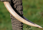 AFW 04 MH0082 01
Portrait Of African Elephant Trunk And Tusks