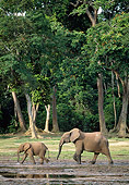AFW 04 MH0083 01
African Forest Elephant Walking Through Mud With Young