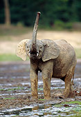 AFW 04 MH0085 01
Portrait Of Young African Forest Elephant Standing In Mud Raising Trunk