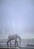 AFW 04 MH0087 01
African Forest Elephant Walking Through Mud In Mist