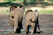 AFW 04 MH0088 01
African Forest Elephants Walking Through Mud Back View