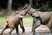 AFW 04 MH0089 01
Two African Forest Elephants Fighting In Mud