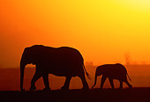 AFW 04 MH0091 01
Silhouette Of African Elephant Adult And Calf Walking At Sunset