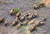 AFW 04 MH0092 01
Aerial View Of African Elephants Walking Through Plains Kenya