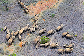 AFW 04 MH0093 01
Aerial View Of African Elephants Walking Through Plains Kenya