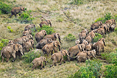 AFW 04 MH0097 01
Aerial View Of African Elephants Walking Through Grassland Kenya