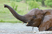 AFW 04 MH0098 01
African Elephant Calf Playing In Water South Africa