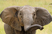 AFW 04 NE0001 01
Portrait Of African Elephant Standing In Grassland Masai Mara National Reserve, Kenya