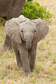 AFW 04 NE0002 01
African Elephant Calf Walking In Grassland Masai Mara National Reserve, Kenya