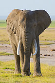 AFW 04 NE0003 01
African Elephant Standing In Grassland Masai Mara National Reserve, Kenya