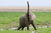 AFW 04 NE0004 01
African Elephant Cooling Off With Water Masai Mara National Reserve, Kenya