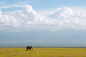 AFW 04 NE0005 01
African Elephant Standing In Savanna Amboseli National Park Kenya