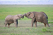 AFW 04 NE0006 01
Two African Elephants Playing On Savanna Amboseli National Park Kenya