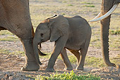 AFW 04 NE0007 01
African Elephant Calf Walking With Herd Amboseli National Park Kenya
