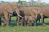 AFW 04 NE0008 01
Herd Of African Elephants Walking Through Grass Amboseli National Park Kenya