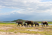 AFW 04 NE0009 01
Herd Of African Elephants Walking Through Amboseli National Park Kenya