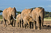 AFW 04 NE0010 01
Herd Of African Elephants Walking Through Amboseli National Park Kenya