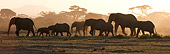 AFW 04 NE0011 01
Herd Of African Elephants Walking At Sunset Through Amboseli National Park Kenya