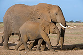 AFW 04 NE0012 01
African Elephant Mother And Calf Walking Through Amboseli National Park Kenya