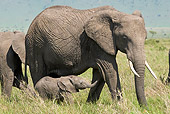 AFW 04 NE0013 01
Herd Of African Elephants Walking Through Amboseli National Park Kenya