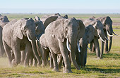 AFW 04 NE0014 01
Herd Of African Elephants Walking Through Amboseli National Park Kenya