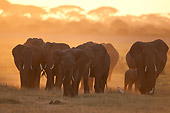 AFW 04 NE0015 01
Herd Of African Elephants Walking At Dawn Through Amboseli National Park Kenya