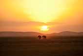 AFW 04 NE0016 01
Two African Elephants Walking At Sunset Through Amboseli National Park Kenya