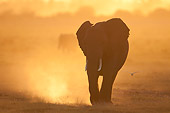 AFW 04 NE0017 01
African Elephant Running At Dawn Through Amboseli National Park Kenya